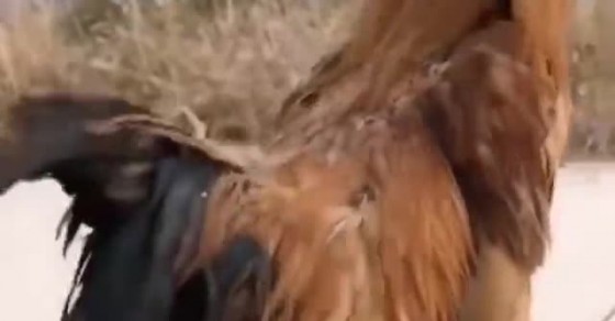 Puppy Goes for a Ride on a Rooster - Sharedots