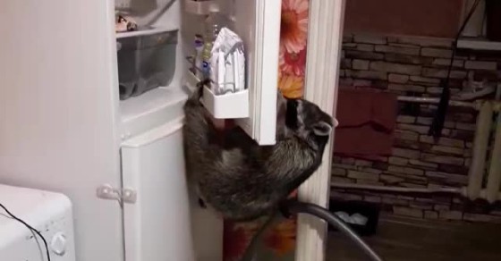 Raccoon Finds Way into Freezer - Sharedots