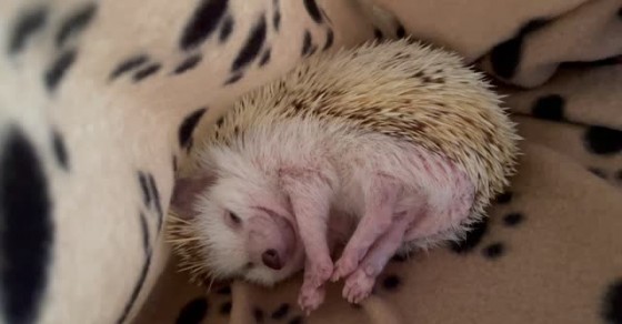 Hedgehog Stretches Before Starting Routine - Sharedots