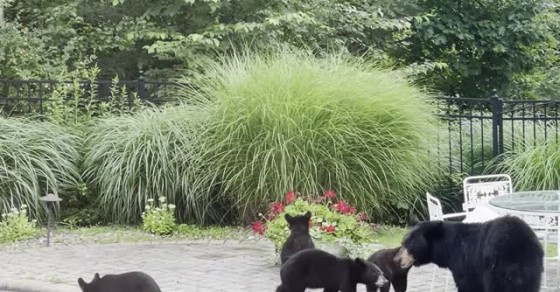 Mama Bear Brings Five Cubs for a Swim in Backyard Pool - Sharedots
