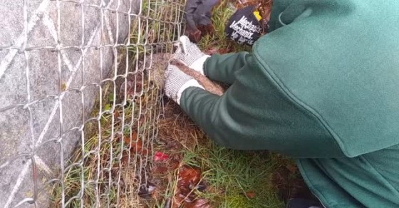 Trapped Rabbit Rescued From Chain-Link Fence - Sharedots
