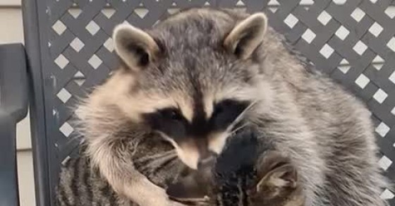 Raccoon and Cat are Best Cuddle Buddies - Sharedots
