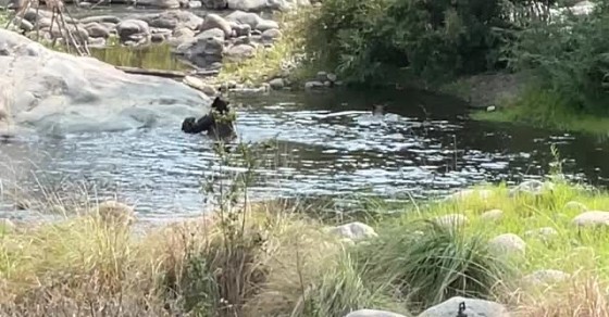 Mama Bear Takes Her Cubs for a Playful Swim - Sharedots