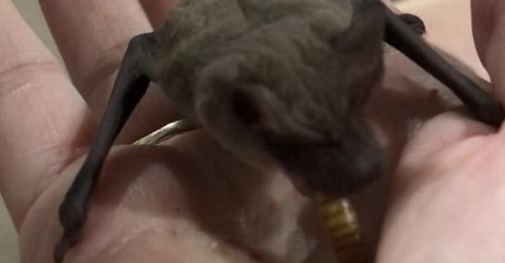 Microbat Munches on a Mealworm - Sharedots