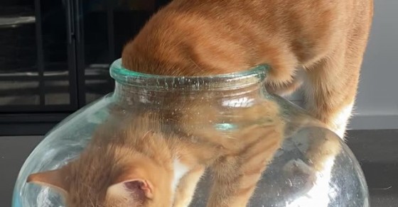 Contortionist Cat Squeezes into Tight Space - Sharedots