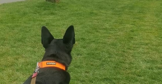 Dogs Reunite After 7-Months of Being Apart - Sharedots
