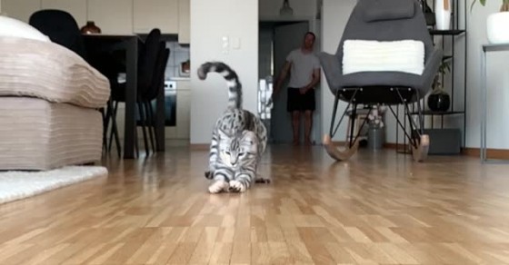 Cat Crashes Into The Camera Sharedots