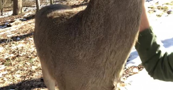 Rescue Deer Visits His Foster Mom - Sharedots