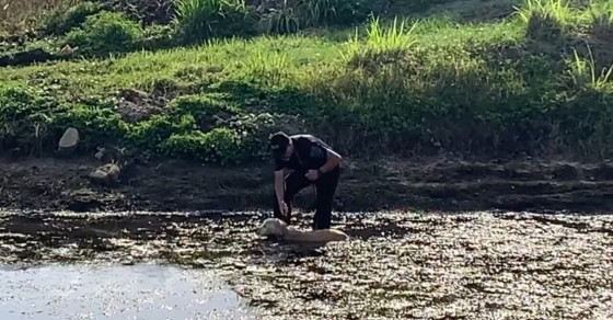 Police officer rescues dog stuck in mud - Sharedots
