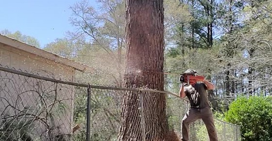 Felling Tree in Tight Spot - Sharedots