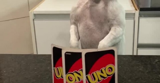 Angry Game Of Uno Sharedots