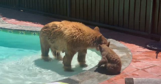 Mama Bear and Cub Use My Pool - Sharedots