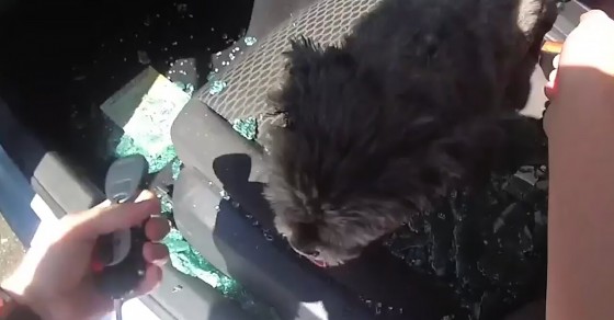 Police rescue distressed dog from extremely hot car - Sharedots