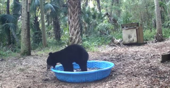 Mama Bear and Cub Play in Pool - Sharedots