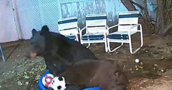 Bears Play with Soccer Balls in Kiddie Pool - Sharedots