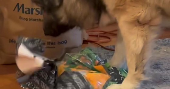 Dog Opens His Christmas Present - Sharedots