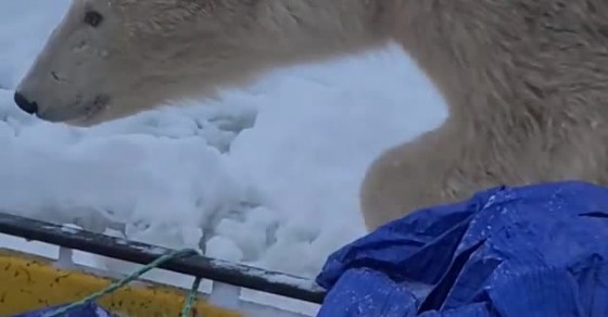 A Close Polar Bear Encounter Sharedots