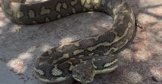 Massive Carpet Python Bites Snake Catcher - Sharedots