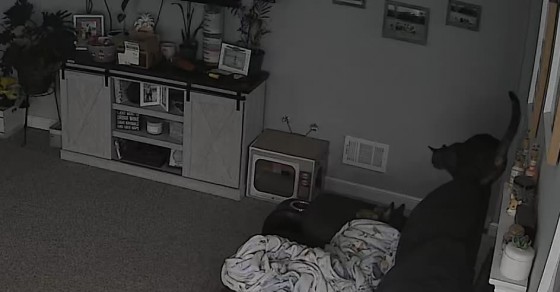 Cat Accidentally Collapses Cardboard House - Sharedots
