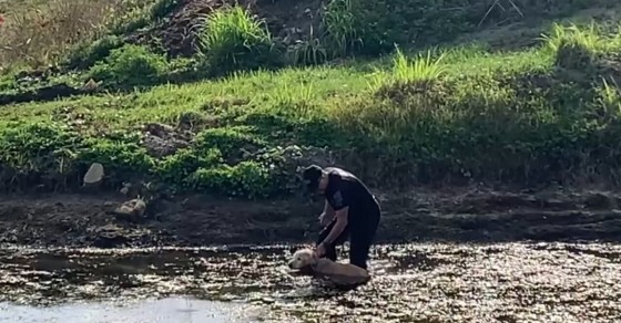Police officer rescues dog stuck in Florida canal - Sharedots