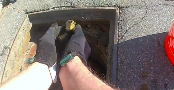 Police officers rescue ducklings from sewer grate - Sharedots