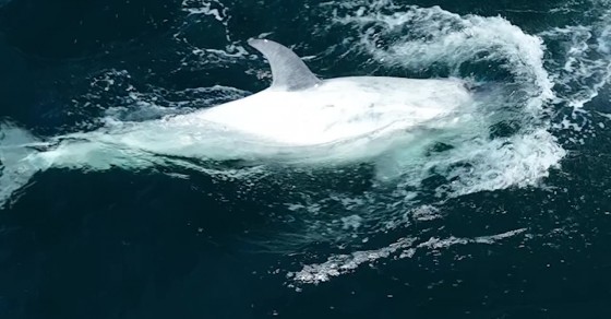 Rare White Killer Whale - Sharedots