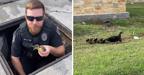 Police rescue 11 ducklings from storm drain - Sharedots