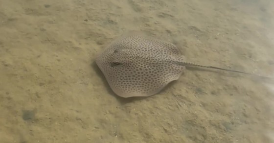 Leopard Stingray Charges Paparazzi - Sharedots