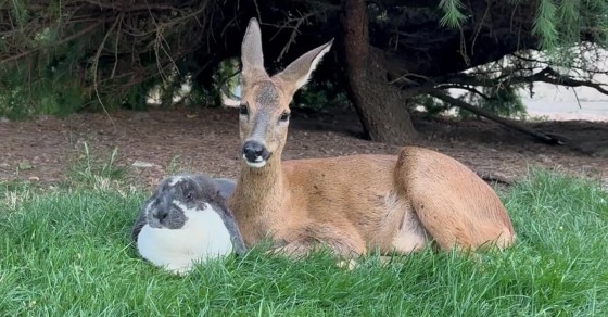 Deer and Rabbit Best Friends - Sharedots