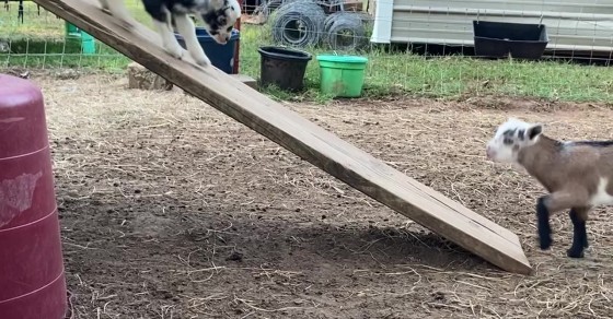 Baby Goats Can't Figure Out How Ramp Works - Sharedots
