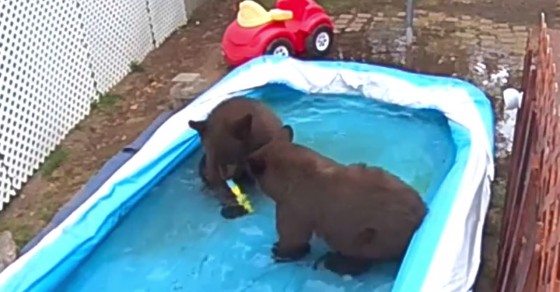 Four Bears Play In Backyard Pool - Sharedots