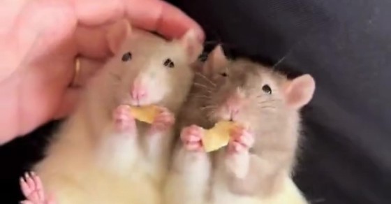 Sister Rats Enjoy Dried Apple Snack - Sharedots
