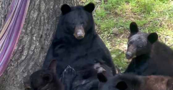 Mama Bear Nursing Her Three Cubs - Sharedots