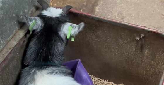 Picky Goats Pickle the Pygmy Goat - Sharedots