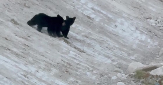 Momma Bear With Her Two Cubs - Sharedots