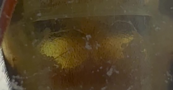 Translucent Insect On Humans Translucent Insect Filmed Through Window - Sharedots