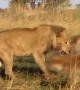 An Audacious Hyena Pack Does The Unthinkable To A Lion In This Amazing Never Before Seen Footage