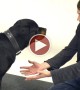 Watch 8 Dogs Get Fooled By A Magician In This Hilarious Video