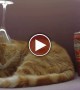Hipster Cat Gets Drunk And Does What It Does Best!