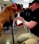War Veteran Reuniting With His Dog After 5 Years Will Make Your Day