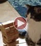 Kitty Is Extremely Good At Jenga But Decides To Throw A Hissy Fit 