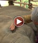 Woman Sings The Sweetest lullaby I\'ve Ever Heard To Put An Elephant To Sleep. Incredible