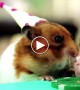 Tiny Birthday Party For A Tiny Hedgehog Is So Cute It Hurts!