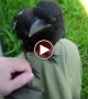 This Man And A Crow Becoming Friends Is The Sweetest Video You\'ll See Today