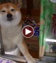 This Video Will Put A Smile On Anyone\'s Face. Cutest Storekeeper Ever!