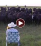 A Modern Day Pied Piper Puts A Herd of Cows Into A Trance With His Trombone!