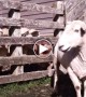 Reggae Sheep Wants To Give Us Some Life Advice With A Catchy Song. Hear Him Out!