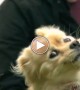 Watch This Hypnotic Ultra Slow Motion Video Of An Ultra Cute Puppy