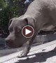 You Won\'t Believe What These People Did To An Abandoned Pit Bull