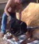 What This Rottweiler Does To His Brother Will Break Your Heart